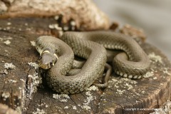 Natrix natrix