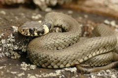 Natrix natrix