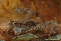 Bufo bufo