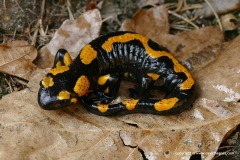 Salamandra salamandra