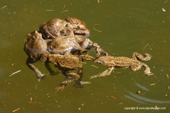 Bufo bufo
