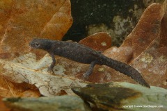 Ichthyosaura alpestris