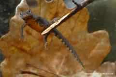 Ichthyosaura alpestris