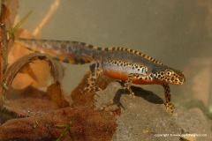 Ichthyosaura alpestris
