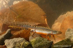 Ichthyosaura alpestris