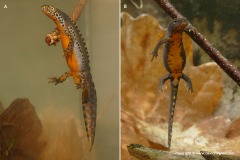 Ichthyosaura alpestris