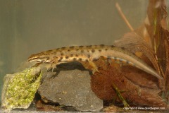 Lissotriton vulgaris