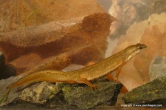 Lissotriton vulgaris