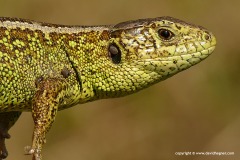 Lacerta agilis