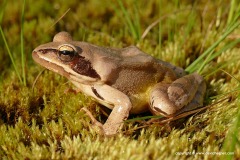 Rana dalmatina