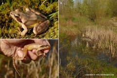 Rana dalmatina