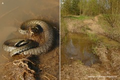 Natrix natrix