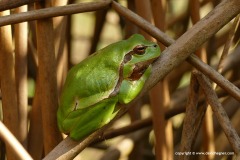 Hyla arborea