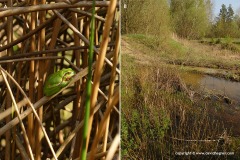 Hyla arborea