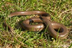 Anguis fragilis