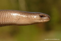 Anguis fragilis