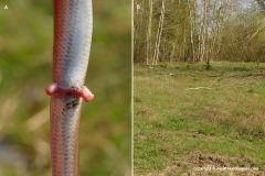 Anguis fragilis