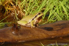 Hyla arborea