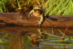 Hyla arborea