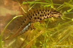 Lissotriton vulgaris