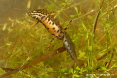 Lissotriton vulgaris