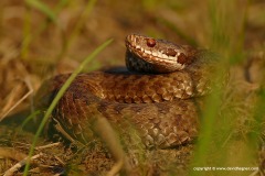Vipera berus