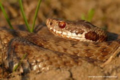 Vipera berus