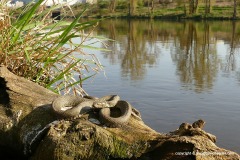 Natrix tessellata
