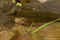 Natrix tessellata