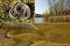 Natrix tessellata