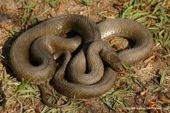 Natrix tessellata