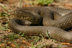 Natrix tessellata