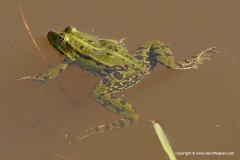 Pelophylax sp.