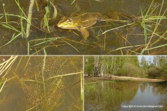 Pelophylax sp.