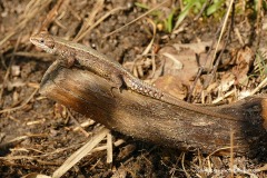 Zootoca vivipara