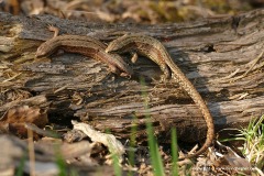 Zootoca vivipara