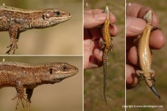 Zootoca vivipara