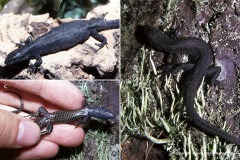 Zootoca vivipara