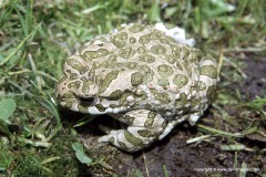 Bufotes viridis