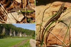 Lacerta agilis