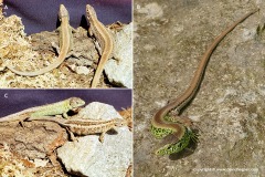 Lacerta agilis