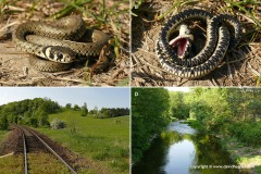 Natrix natrix