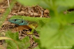 Lacerta viridis