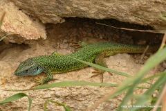Lacerta viridis