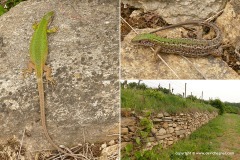 Lacerta viridis