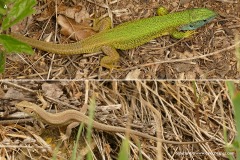 Lacerta viridis