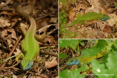 Lacerta viridis