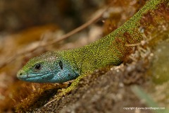 Lacerta viridis