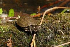 Emys orbicularis