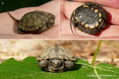 Emys orbicularis